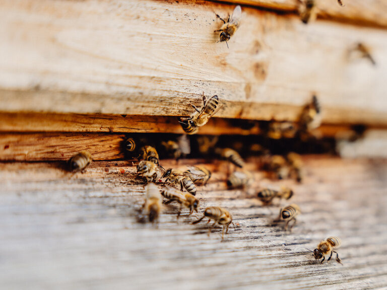 Bienen-Abenteuer auf einem Holzplank Nahaufnahme von Bienen auf einem Plank aus Hartholz.
