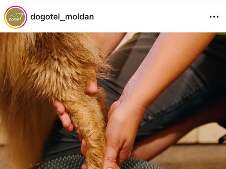 Hunde-Entspannung im Doghotel Moldan Der Hund wird liebevoll vom Besitzer im dogotel Moldan gepflegt.