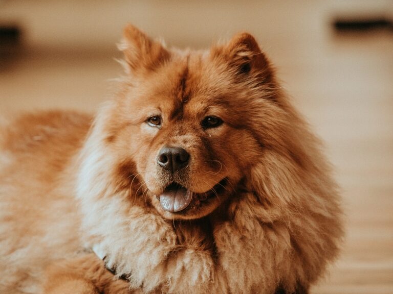 Kuscheliger Hund im Entspannungsmodus Ein kleiner brauner Hund genießt die Ruhe auf dem Fliesenboden.