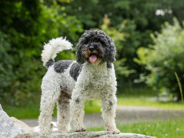 Flauschiger Gipfelstürmer: Mini-Pudel auf Erkundung Ein kleiner schwarz-weißer Hund steht stolz auf einem Felsen.