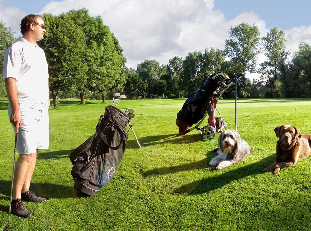 Hunde auf dem Golfplatz vom Rottaler Golf- und Countryclub in Postmünster.