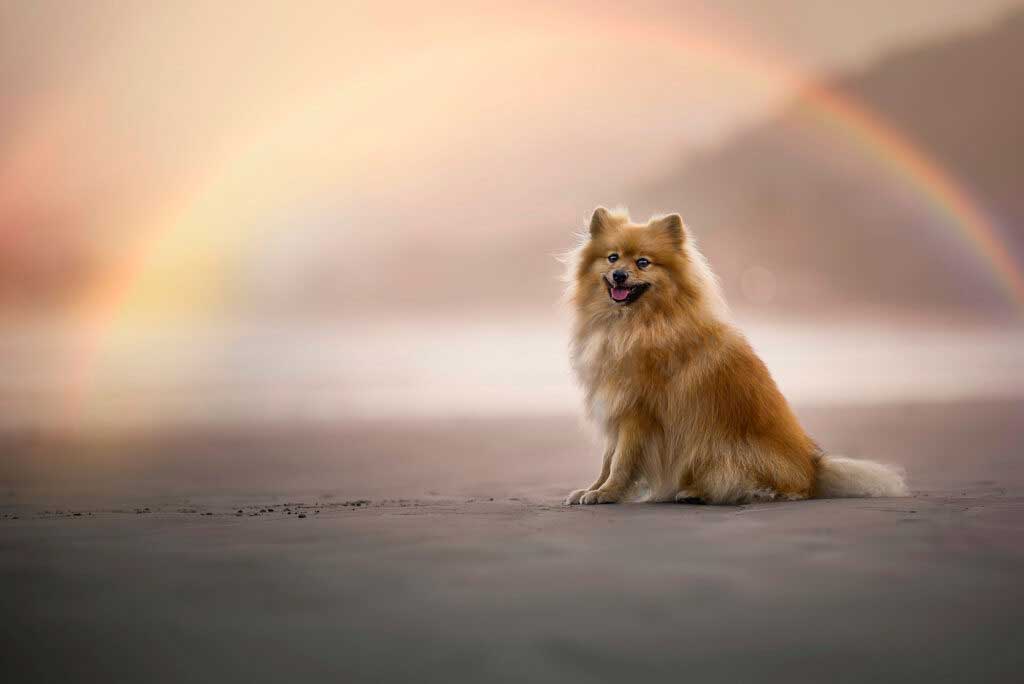 Hund sitzt unter Regenbogen
